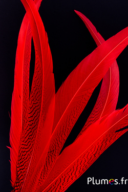 Faisan argenté - 60-70 cm - rouge